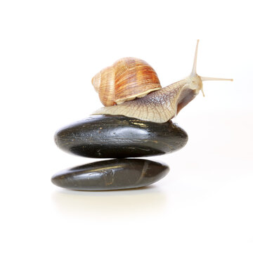 Snails on balanced black zen stones isolated on white.
