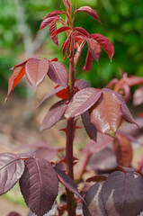 Young shoot of Mister Lincoln rose in the home garden. Gardening concept