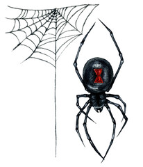 Watercolor Illustration of Black Widow Spider and Web Isolated on White Background. Hand Drawn Dark Gothic Wedding Decoration. Halloween Botanical Illustration in Vintage Style. - 504924779