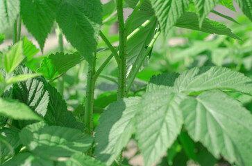 The thorny trunk of a raspberry bush. Raspberry bush at their summer cottage