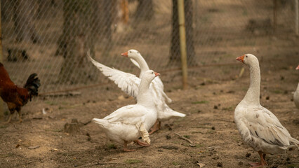 domestic geese, rural household concept, poultry farm, goose farm