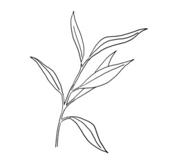 Black outline mediterranean olive branch and leaves, wedding invitation element illustration