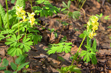 the first spring flowers giving nectar, a shaggy bumblebee in a flower, after winter