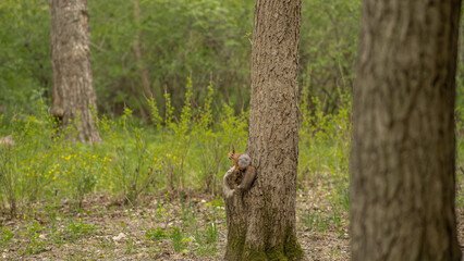 forest squirrel sits on a tree and eats a nut in a city park