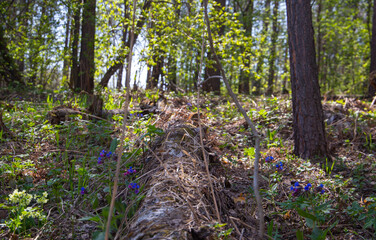 trees in the spring forest, against the background of sprouting grass and flowers