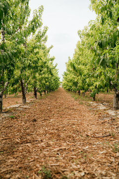 Path amidst fruit trees in orchard