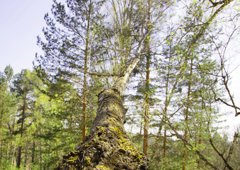 Fototapeta premium trees in the spring forest, against the background of sprouting grass and flowers