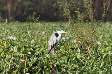 水草に覆われた湖面にいるアオサギ