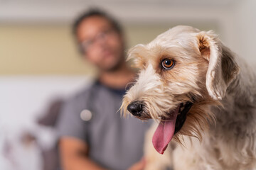 Funny dog during appointment in vet clinic