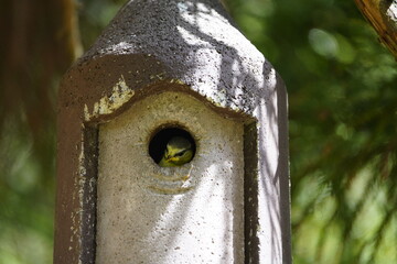 Young Eurasian blue tit (Cyanistes caeruleus) Paridae family, waiting for parents feeding. Hanover, Gemany.