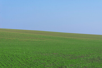 Green field with blue sky as background.