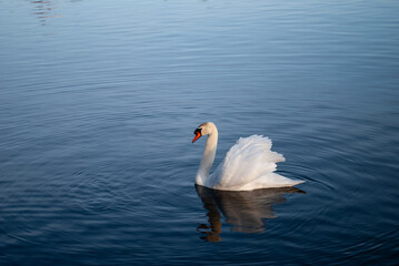 Swan on the lake, Vaxjo, Sweden Shot on D60