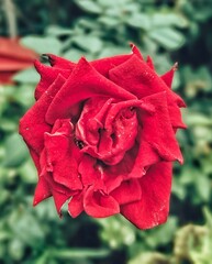 red rose in the garden