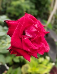 red rose in the garden