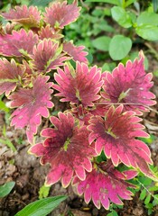 pink flowers in the garden