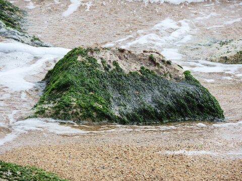 砂浜の岩にびっしりついた岩海苔