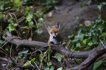 Urban fox cubs explore the garden near their den