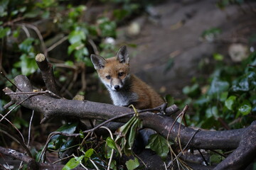 Urban fox cubs explore the garden near their den