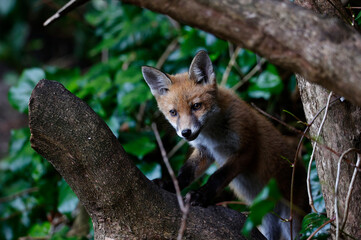 Urban fox cubs explore the garden near their den