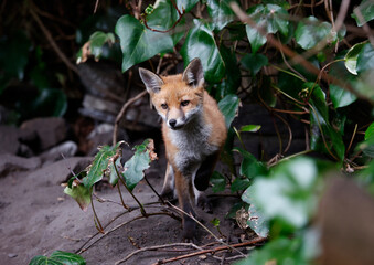 Urban fox cubs explore the garden near their den