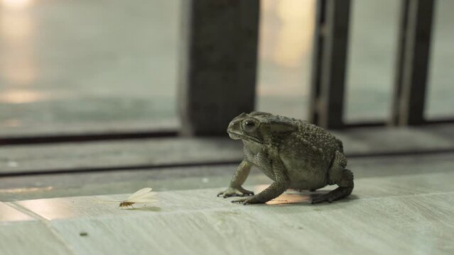 Large rough skinned toad was catching moths with tongue in the house after the rain