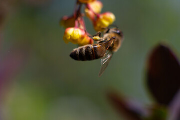 bee on flower