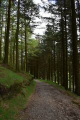 Evergreen Trees Lining the Rural Dirt Pathway Through the Forest