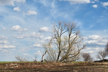 A lonely dry tree without leaves in the daytime against the background of a blue sky with clouds