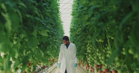 Cinematic close up shot of young brazilian agronomist or botany scientist in white coat is inspecting biological tomatoes plantation in modern ecologic greenhouse with hydroponic system.