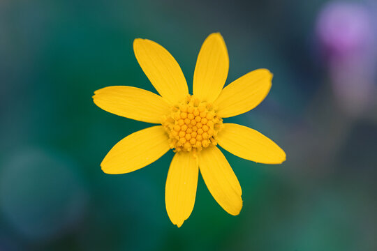 Macro photo of a yellow flower in nature. Close up of beautiful spring flowers with blur background.