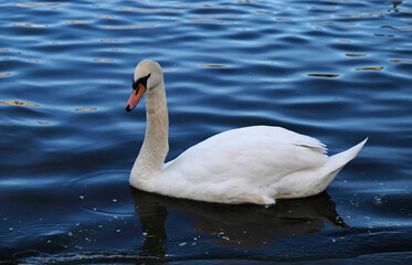 White swans with orange beak and ducks swim in the lake on blue water background. Magical landscape with wild bird and reflection in water.