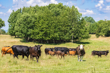 Herd with cattle on a meadow in the countryside