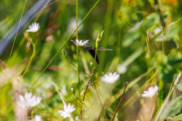 Chimney sweeper butterfly foraging on a wildflower