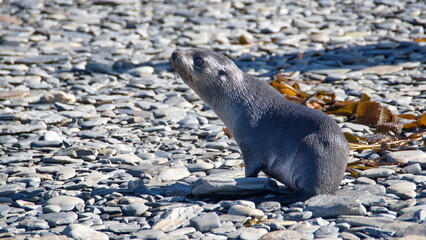 Antarctic fur seal (Arctocephalus gazella) on the beach in Jason Harbor, South Georgia Islands