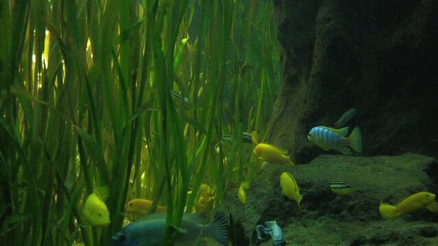 Cichlid or Cichlidae blue tropical fish in aquarium.