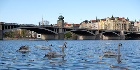 White swans with orange beak and ducks swim in lake on background of bridge in Prague, Czechia. Magical landscape with wild bird and reflection in water. Swan cleans its feathers.