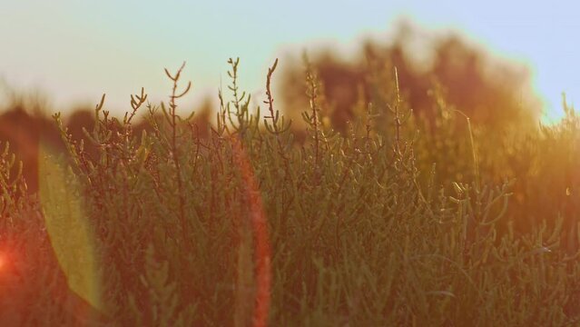 Saltwort swamp herb on a sunset growing in Camargue, France