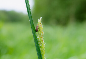 Black vine weevil or Otiorhynchus Sulcatus on the wet leaves in garden on Spring. wild insect crawling on wild grass in forest, Beautiful freshness natural in the morning with wild animal in Summer