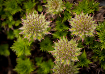 USHUAIA TIERRA DEL FUEGO NATURALEZA 