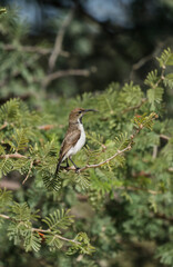 Dusky Sunbird, Kgalagadi, South Africa
