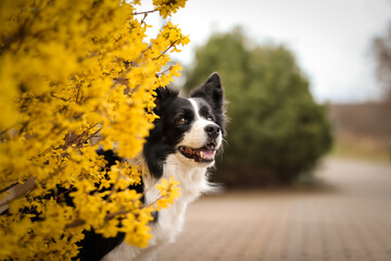 Spring Portrait of Smiling Border Collie with Yellow Forsythia. Happy Black and White Dog with Flowering Shrub Outdoors.