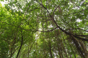 Fototapeta premium forest banyan tree