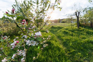 Young apple-tree flowers in the spring garden