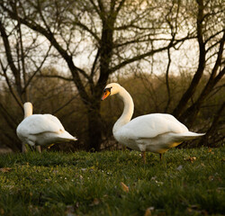 Obraz premium Couple of swans walking in the grass at sunset 