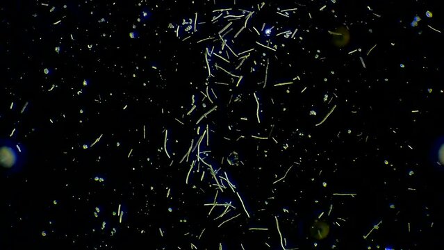 Colony of bacteria, microscope magnification
