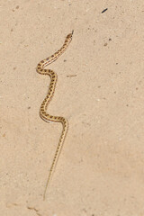 Baby Mole Snake, Kgalagadi Transfrontier Park, South Africa