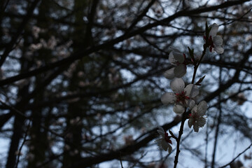 The beautiful white flower of the cherry blossoming along with the cosy wind in Sapporo Japan