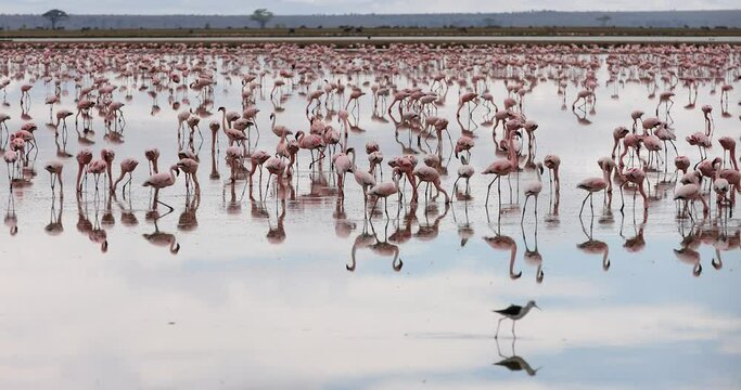 Lesser Flamingo foraging in Amboseli Lakes