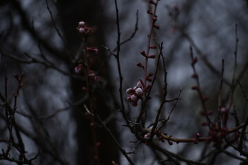 The close-up details of the white cherry blossoming in Sapporo Japan