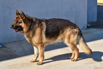 profile of German Shepherd Dog